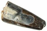 Dinosaur-Eating Crocodile (Sarcosuchus) Tooth - Niger #282109-1